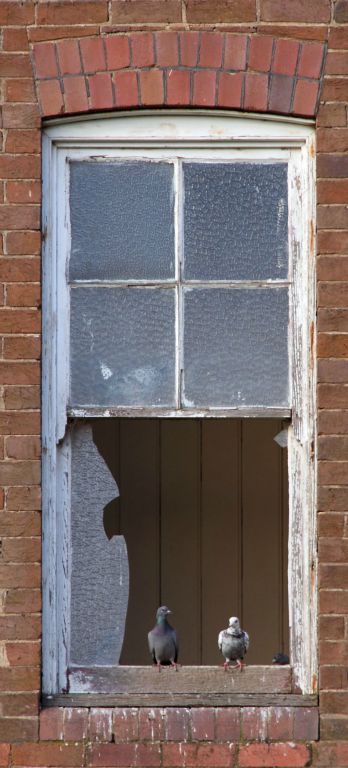 Two pidgeons in a broken window of the abandoned St John's orphanage at Goulburn Australia